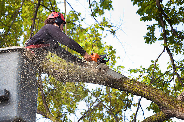 Best Tree Mulching  in Newton, NJ